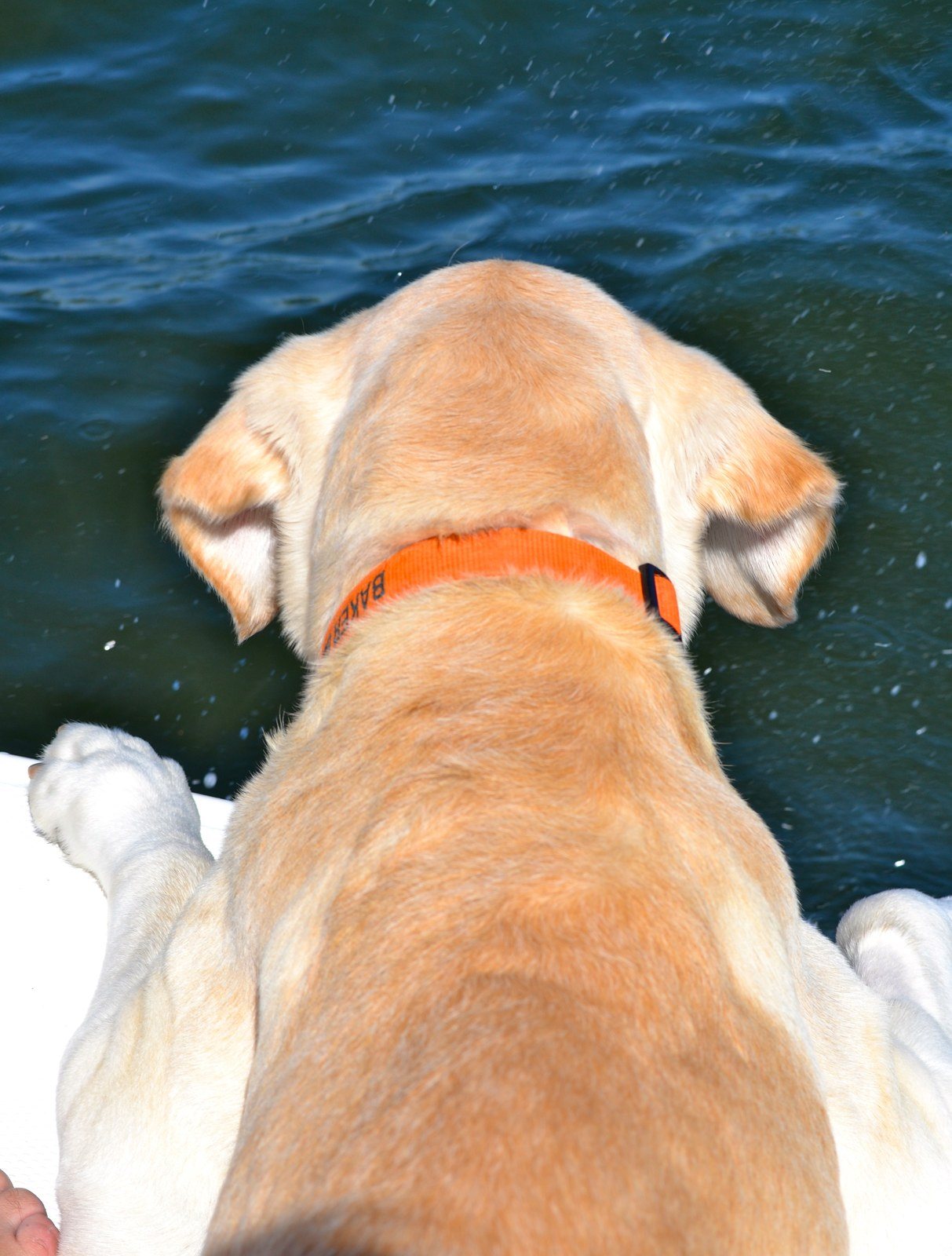 Wheres The Fish!