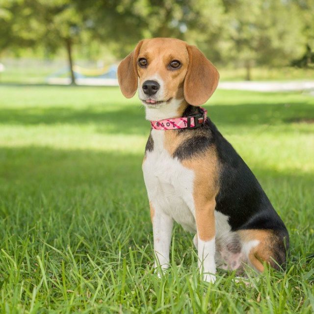 Katrina - Available For Adoption