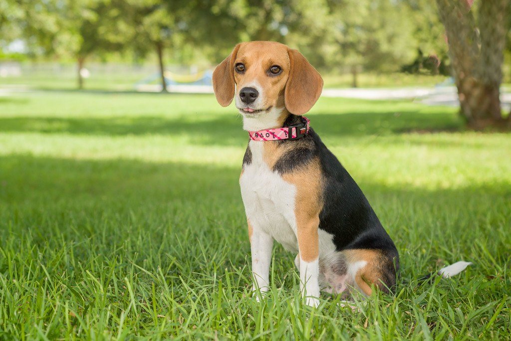 Katrina - Available For Adoption