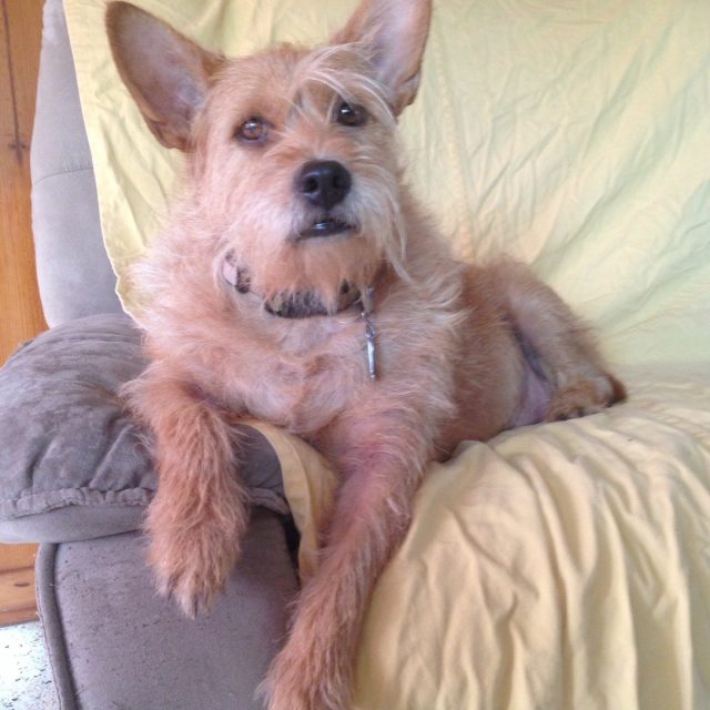 Yes I'm A Handsome Devil