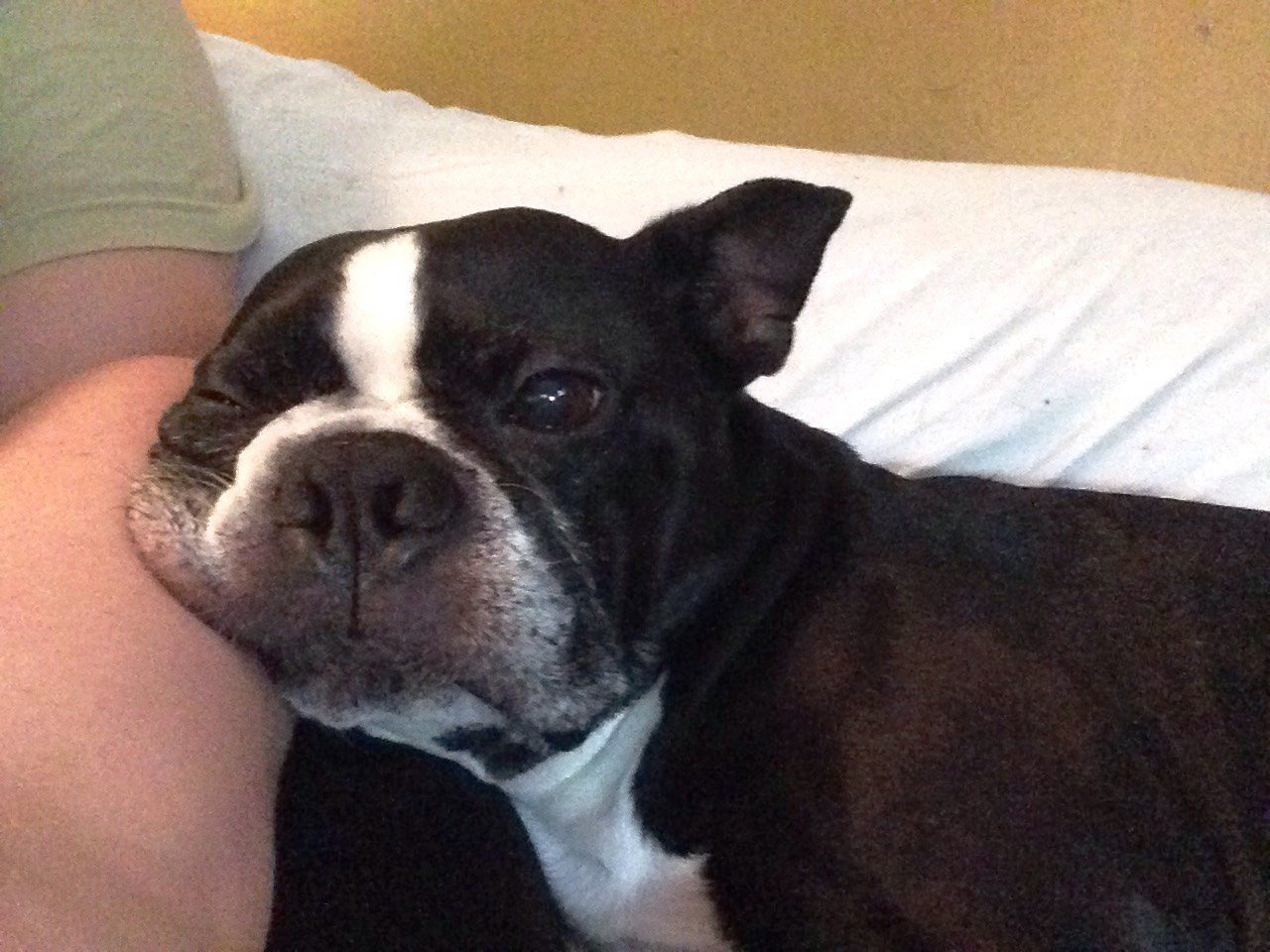 Smush Face