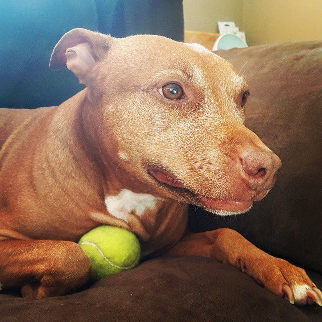 Mya Puppy Protecting Her Ball!!