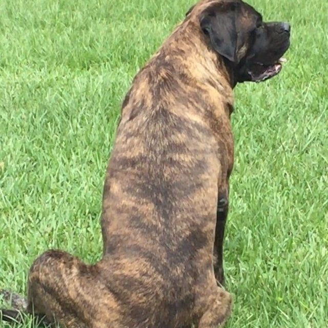 Dazie Girl