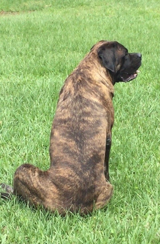 Dazie Girl