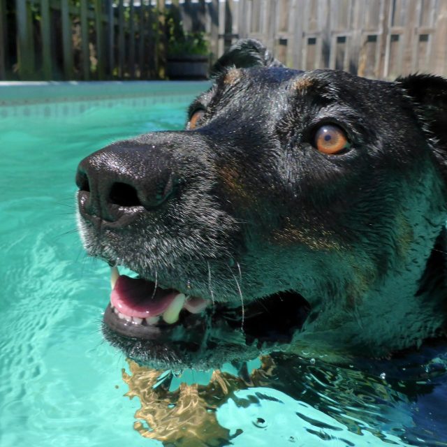 Tug Doing What He Loves, Swimming!