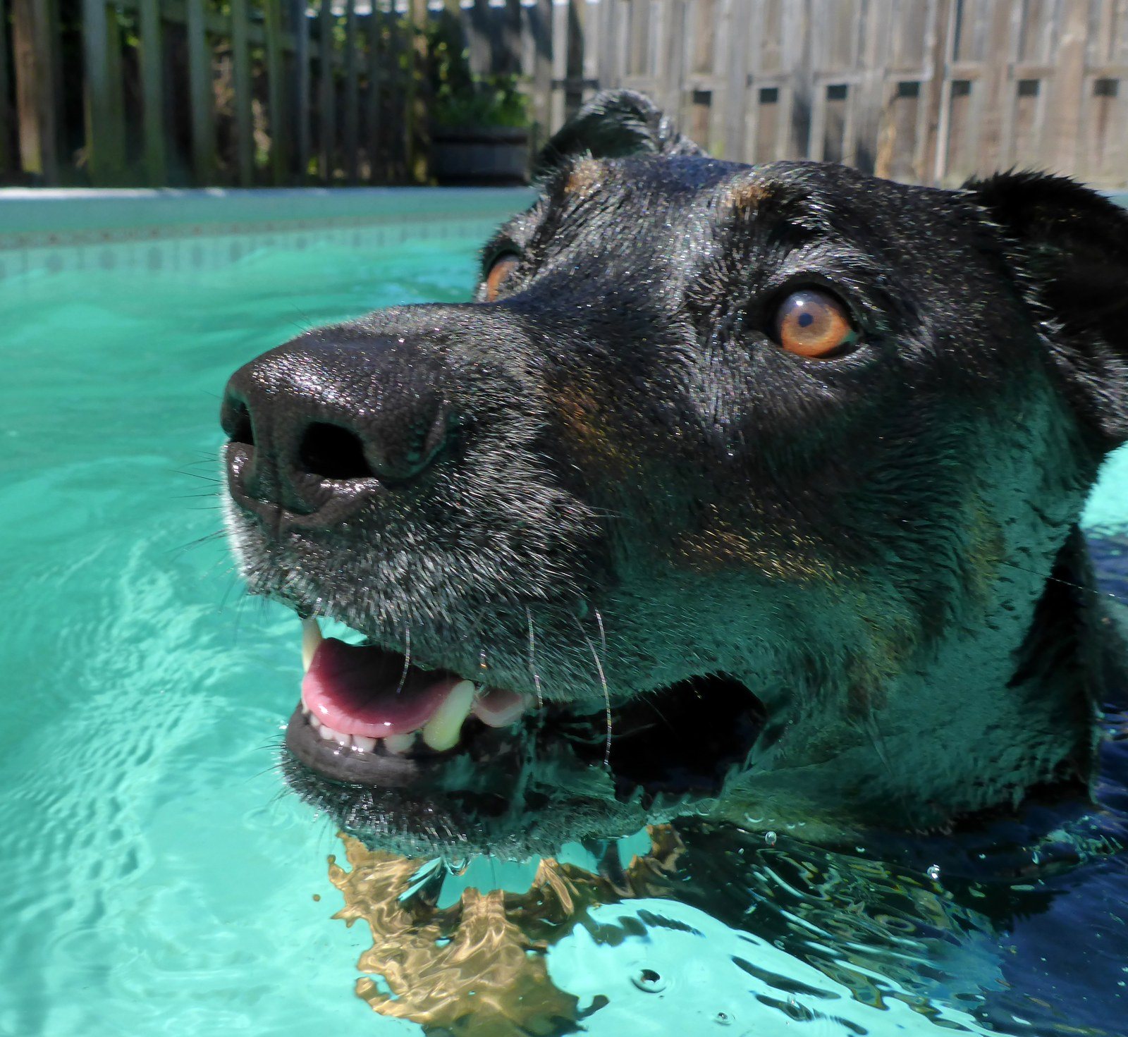 Tug Doing What He Loves, Swimming!