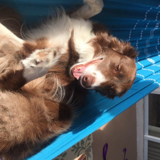 Just Working On My Tan In My Hammock
