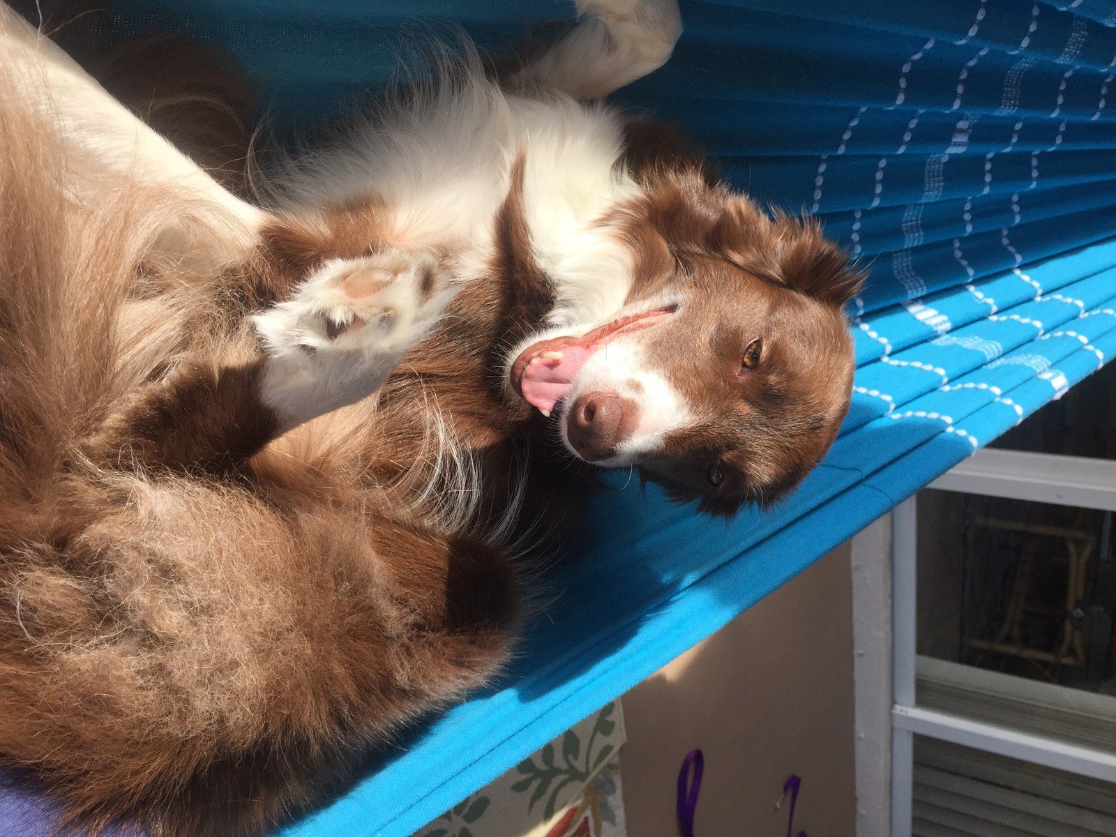 Just Working On My Tan In My Hammock