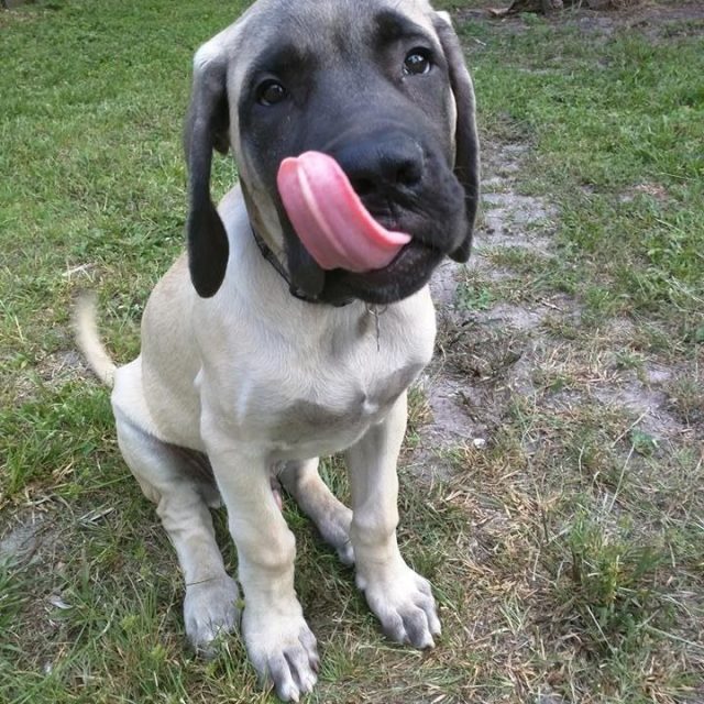 Zeus The English Mastiff And HisTongue Out Tuesday