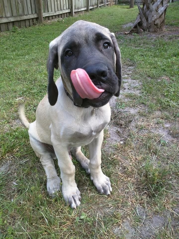 Zeus The English Mastiff And HisTongue Out Tuesday