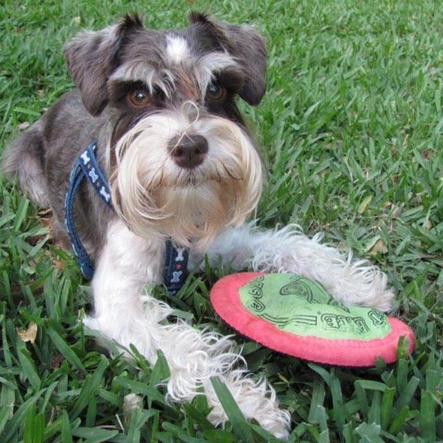 Step Away From The Frisbee