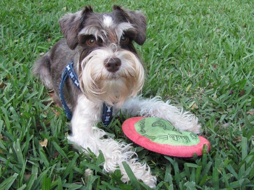 Step Away From The Frisbee