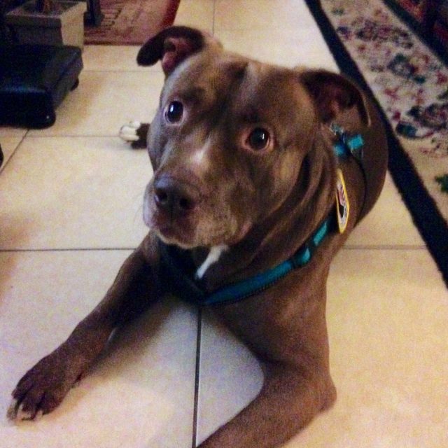 Working Dog On Duty!