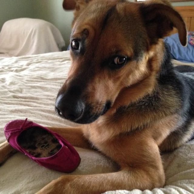 Joplin, Missing Her Human Friend.
