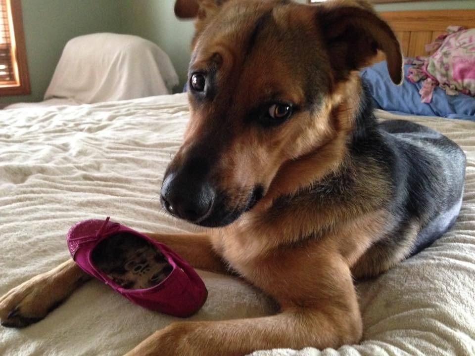Joplin, Missing Her Human Friend.