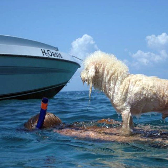 Einstein & Amy Love The Water