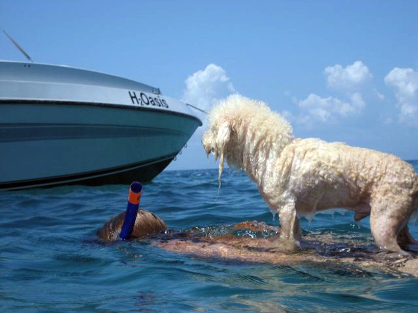 Einstein & Amy Love The Water