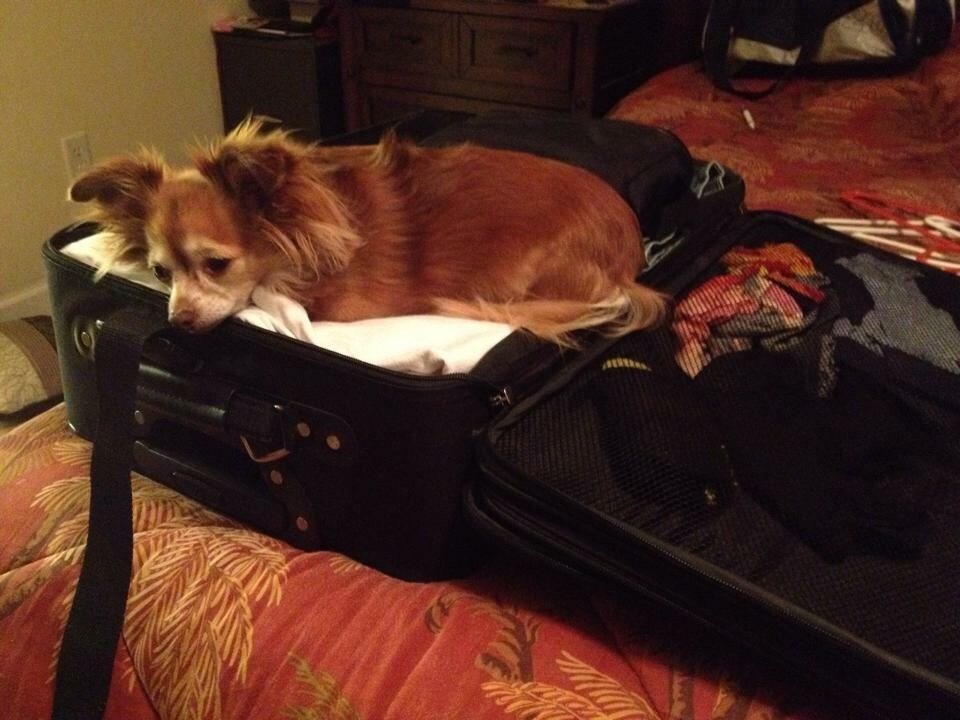 You're Not Going Without Me!