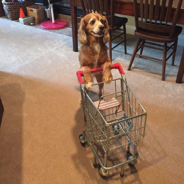 Just Shopping Around