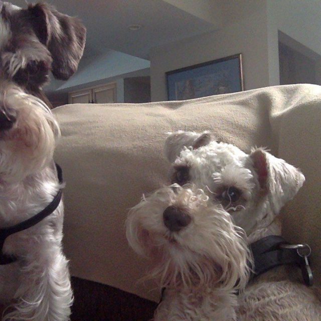 Brothers From Another Mother