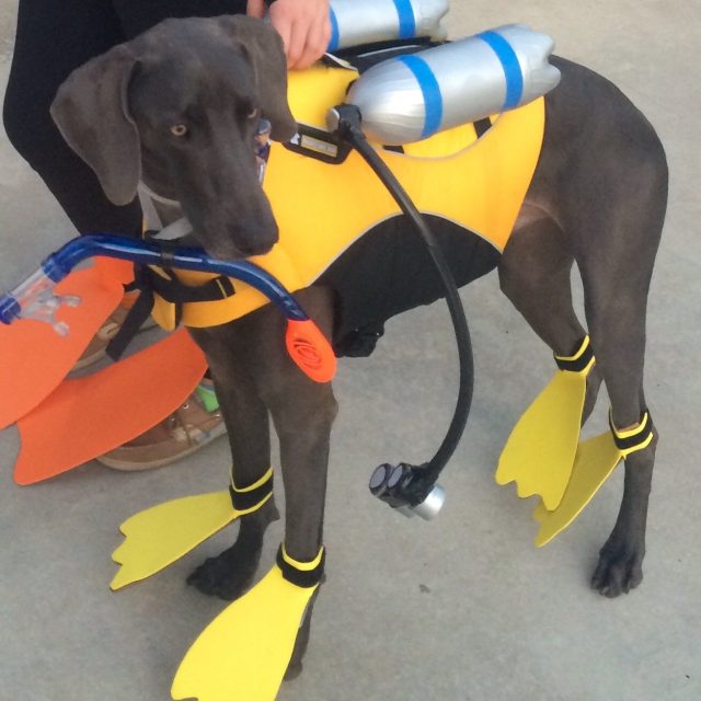 Scuba Anyone??