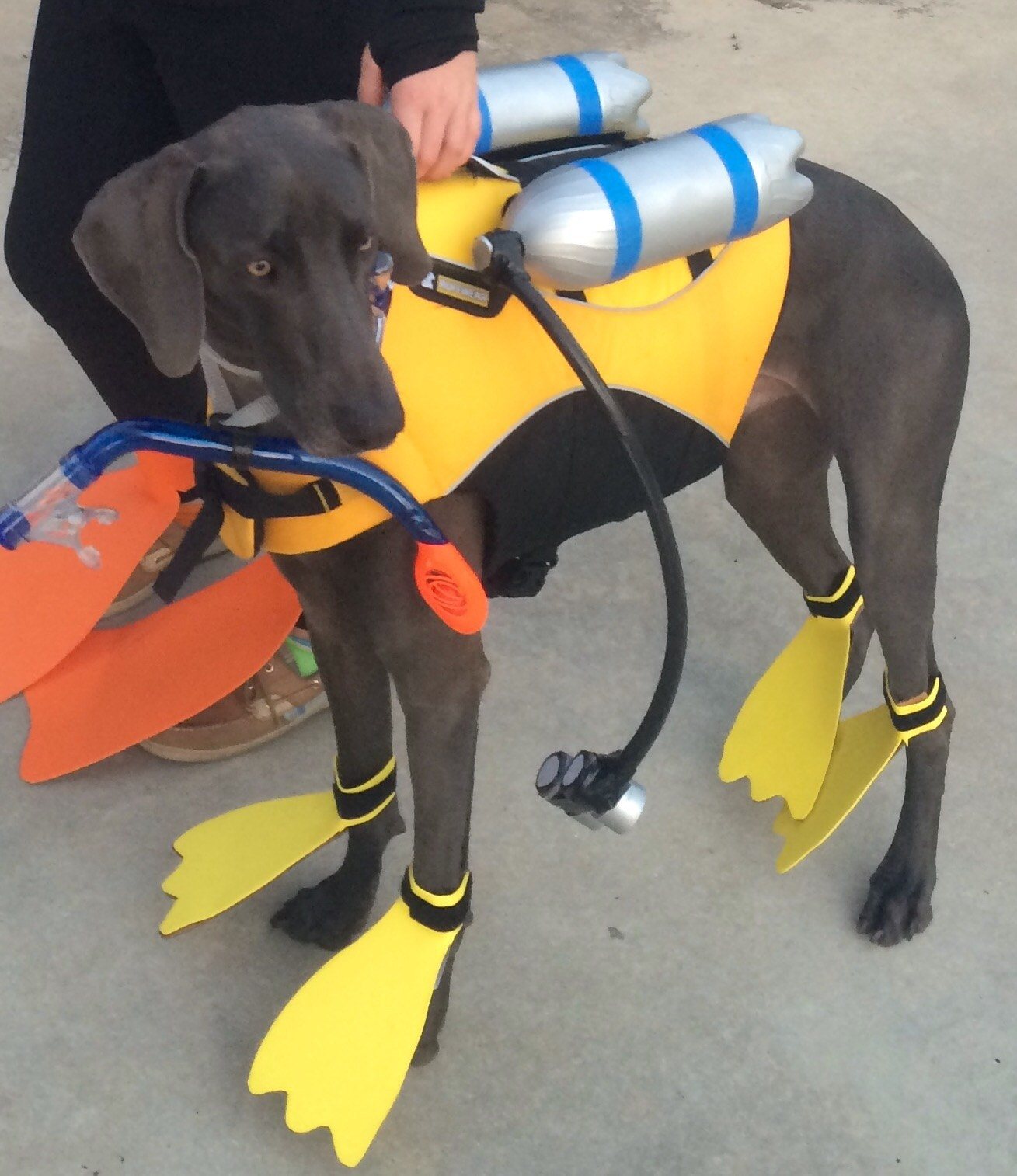 Scuba Anyone??