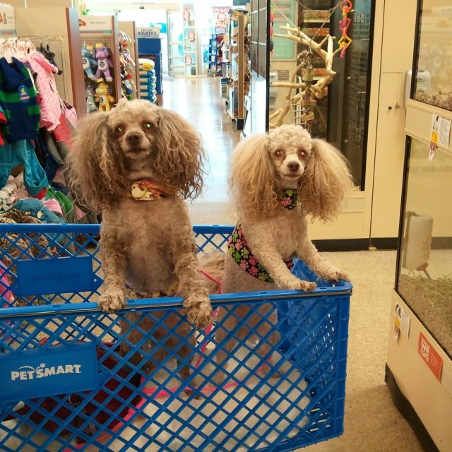 We Love, Love, Love To Shop!