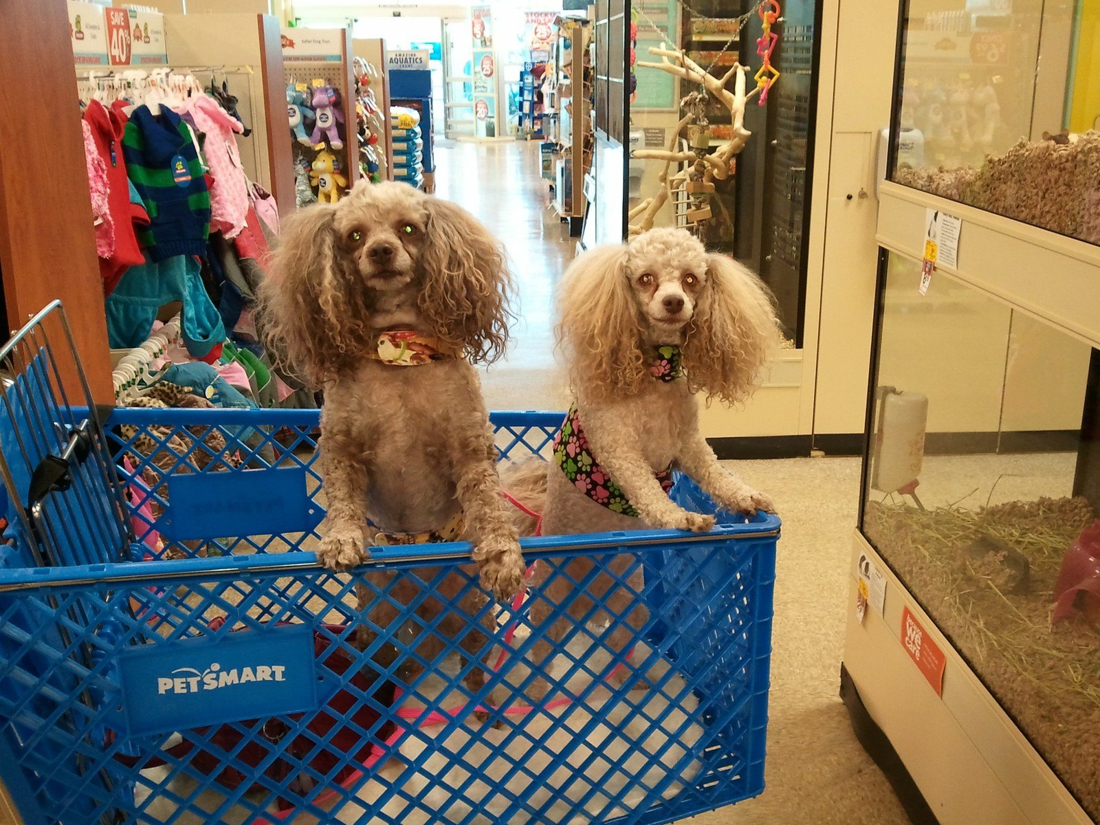 We Love, Love, Love To Shop!