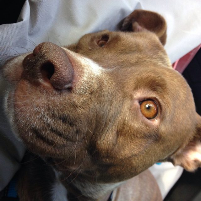 Copper Just Daydreaming!