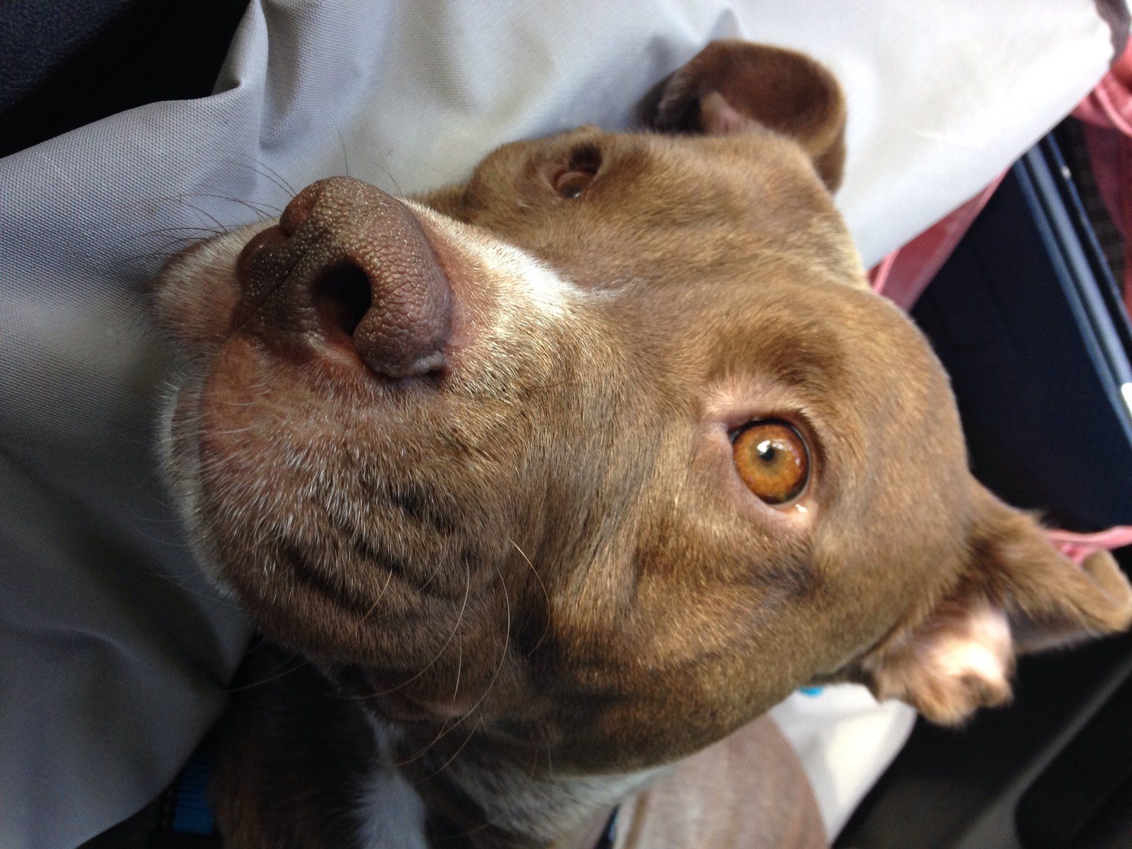 Copper Just Daydreaming!