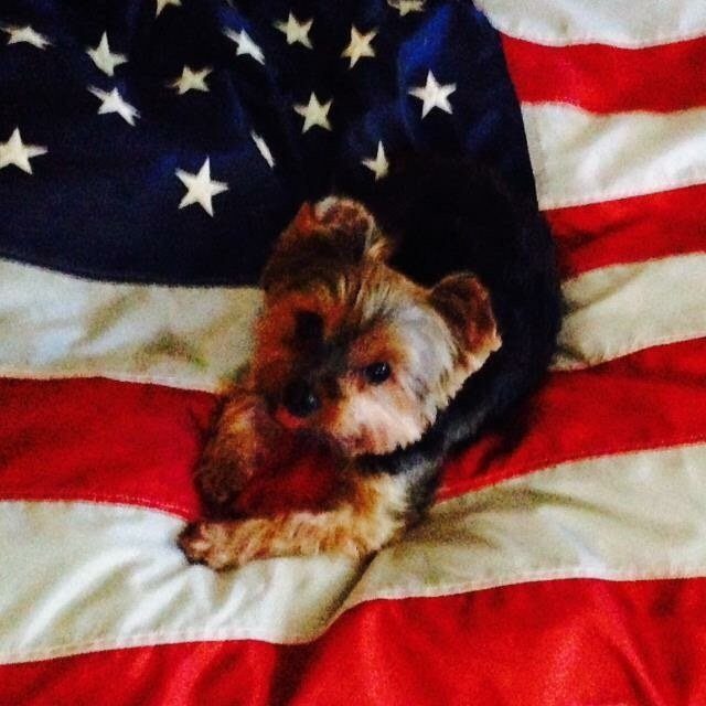 Red White And Chew