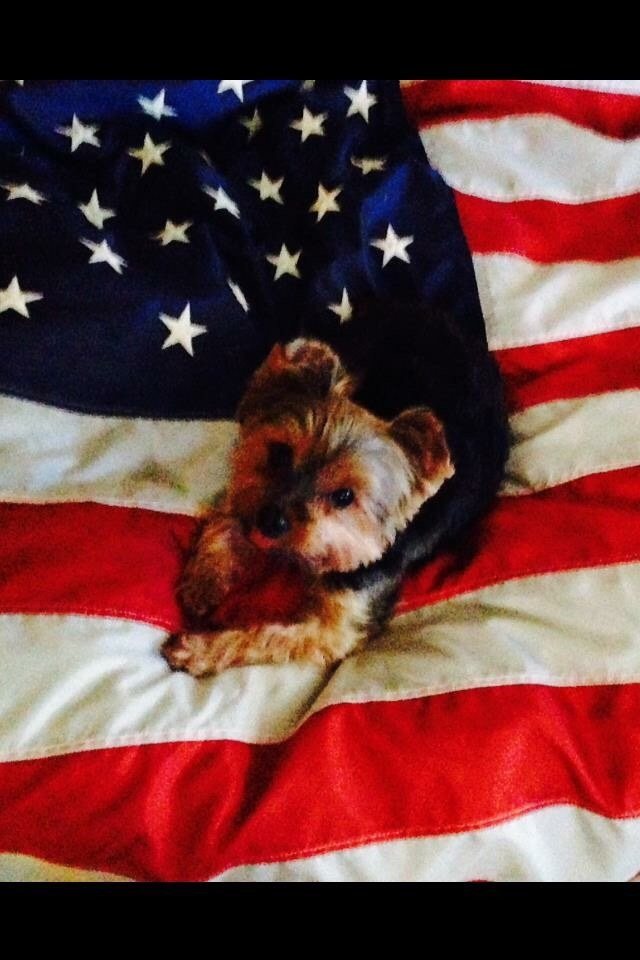 Red White And Chew