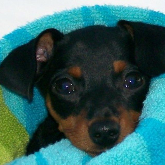 Betty - Min Pin