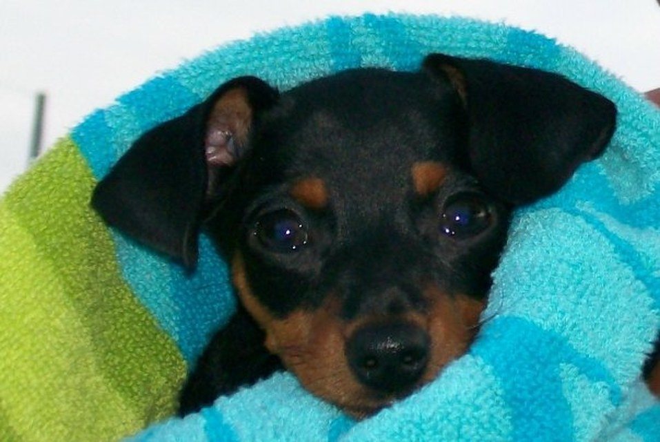 Betty - Min Pin