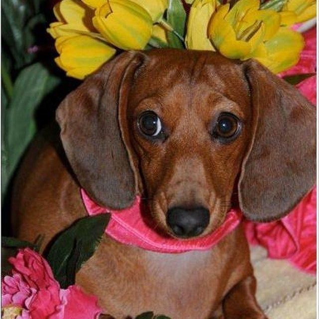 Springtime Doxie