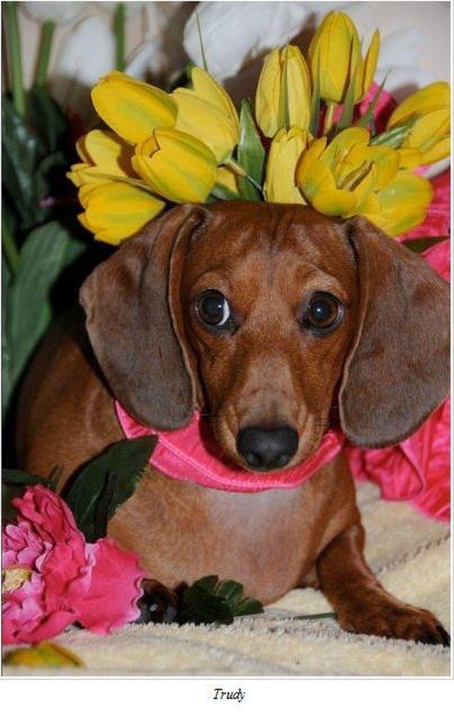 Springtime Doxie