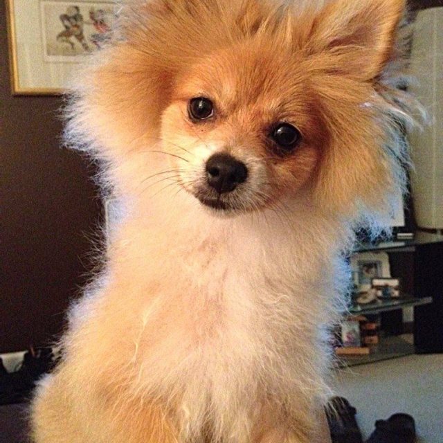 What's Next... Treats, Toys, Dinner, Treats?