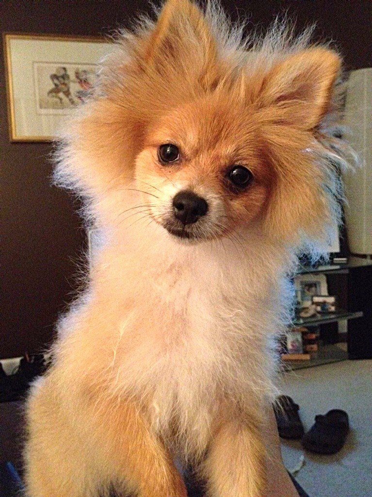 What's Next... Treats, Toys, Dinner, Treats?