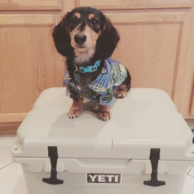 I've Got My Party Shirt On !
