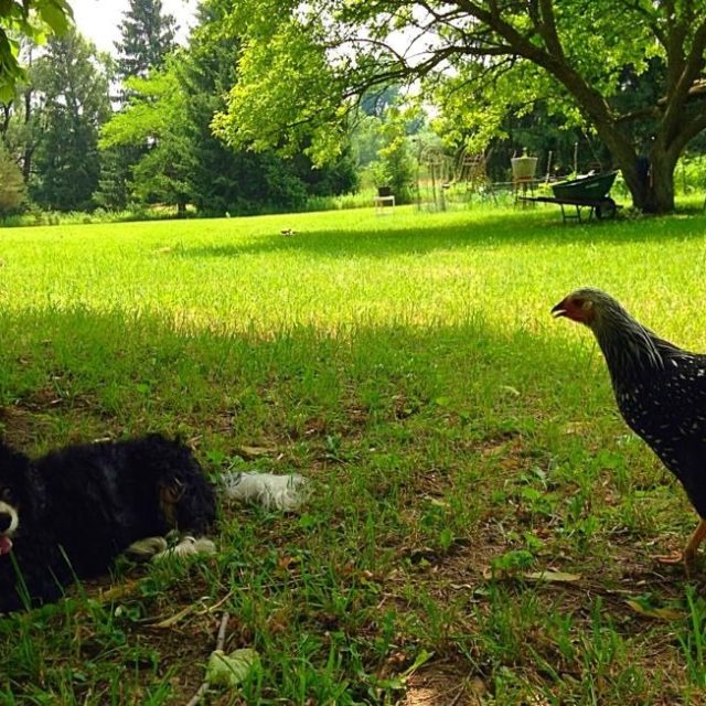 Minnie Is Thinking...."This Crazy Chicken Is Nuts!"