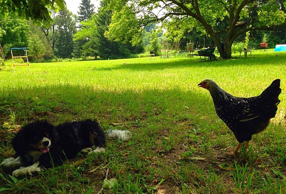 Minnie Is Thinking...."This Crazy Chicken Is Nuts!"