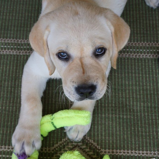 Angus