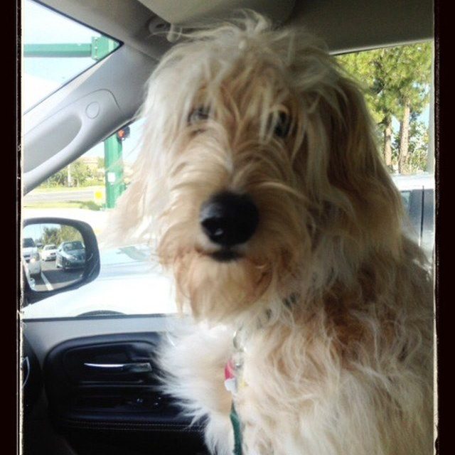 Bailey The BorderDoodle