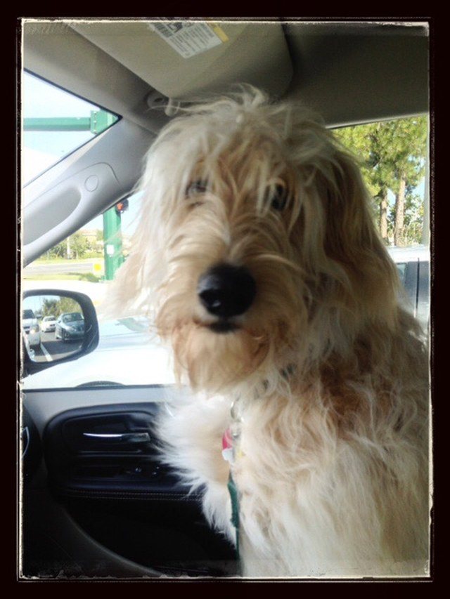 Bailey The BorderDoodle