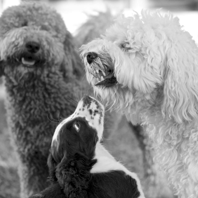 Oh My... What Big Teeth You Have!!