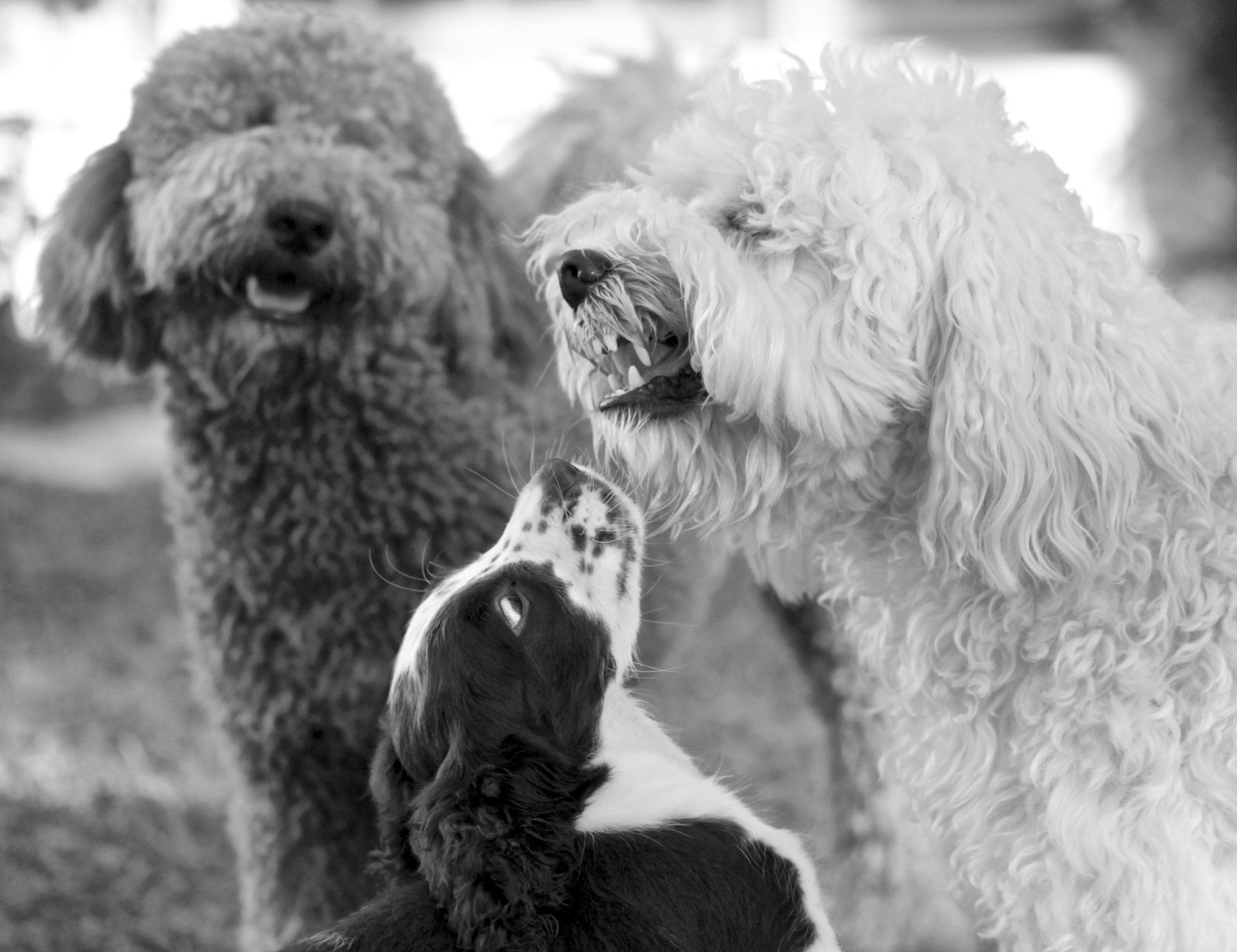 Oh My... What Big Teeth You Have!!
