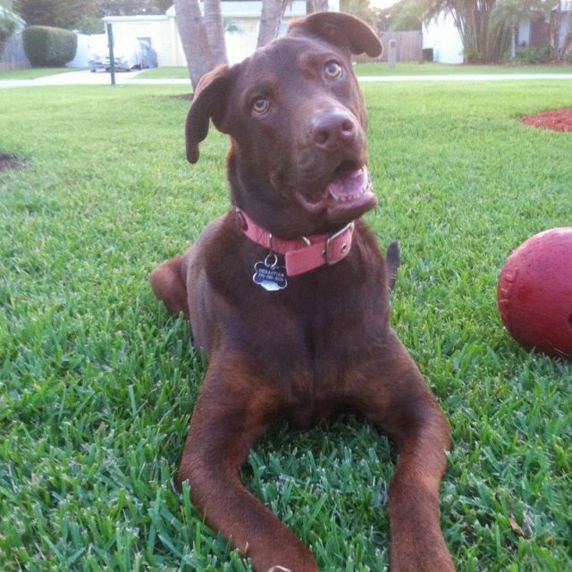 Did You Say "ball"?