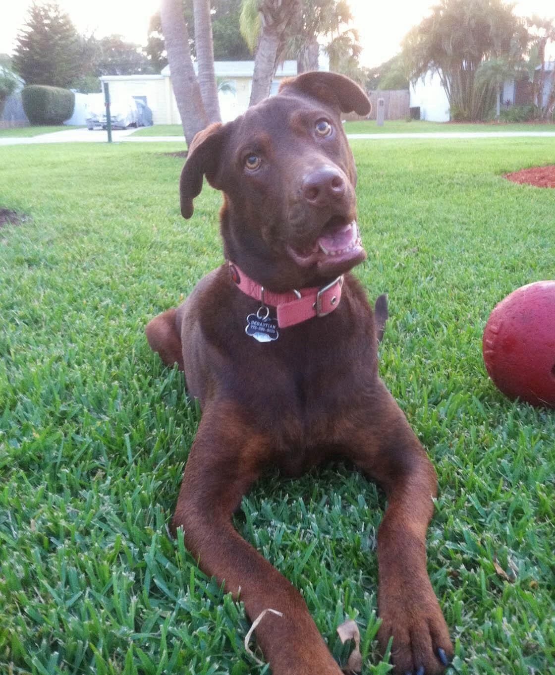 Did You Say "ball"?