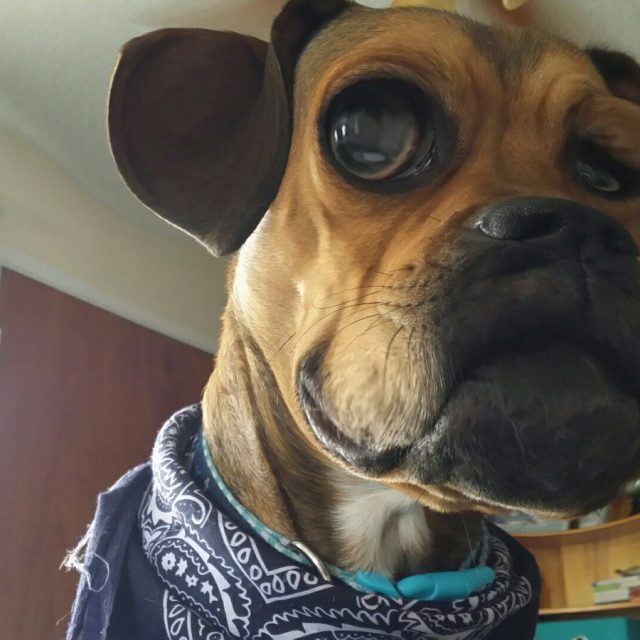 No I Did Not Eat Your Peanut Butter! Why Do You Ask?
