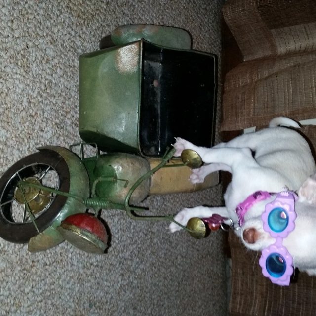 Ivy's "Born To Be Wild"